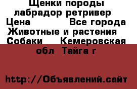 Щенки породы лабрадор ретривер › Цена ­ 8 000 - Все города Животные и растения » Собаки   . Кемеровская обл.,Тайга г.